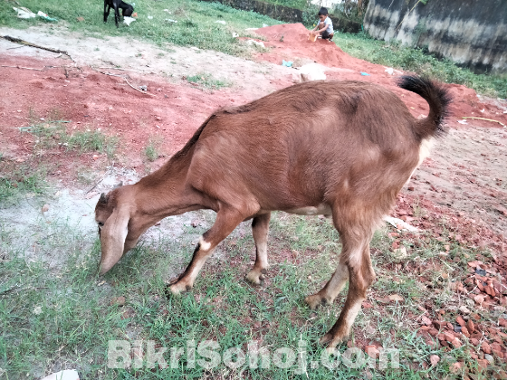 খাসি বিক্রি ২টা